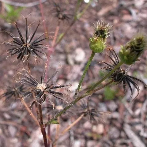 thumbnail for publication: Biology and Management of Spanish Needles (Bidens spp.) in Ornamental Crop Production